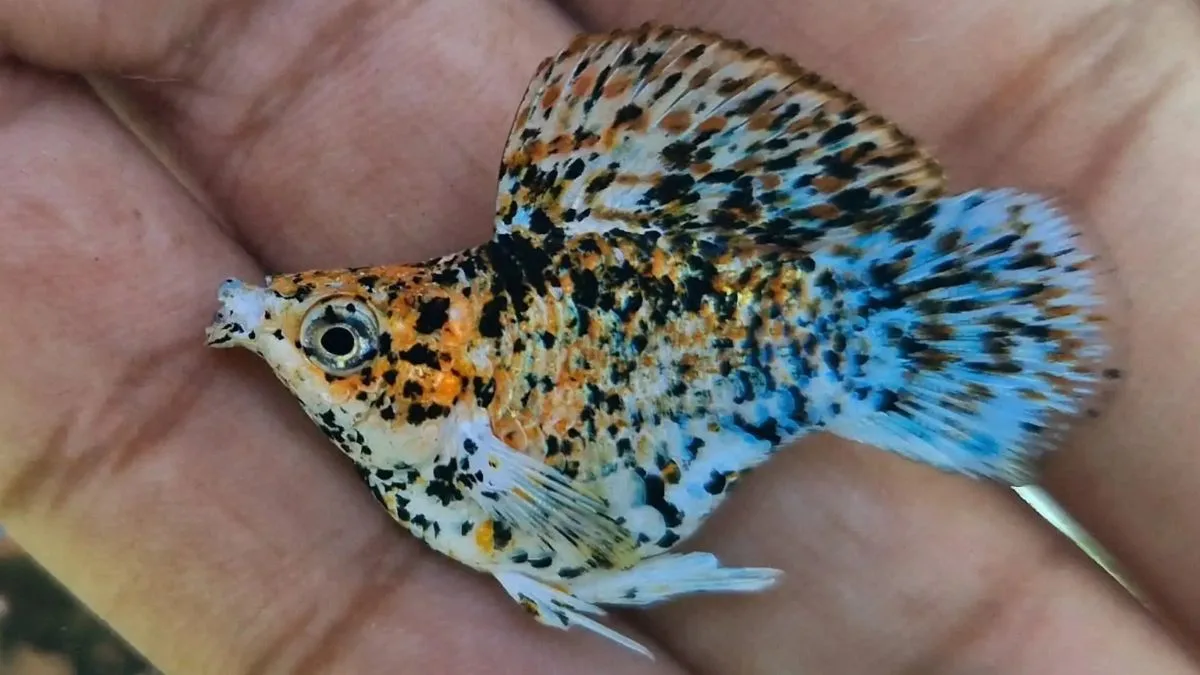 Ilustrasi ikan molly calico