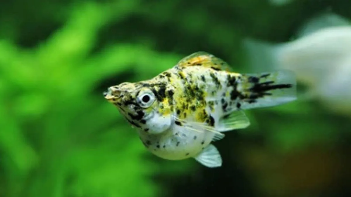 Gambar ikan molly calico