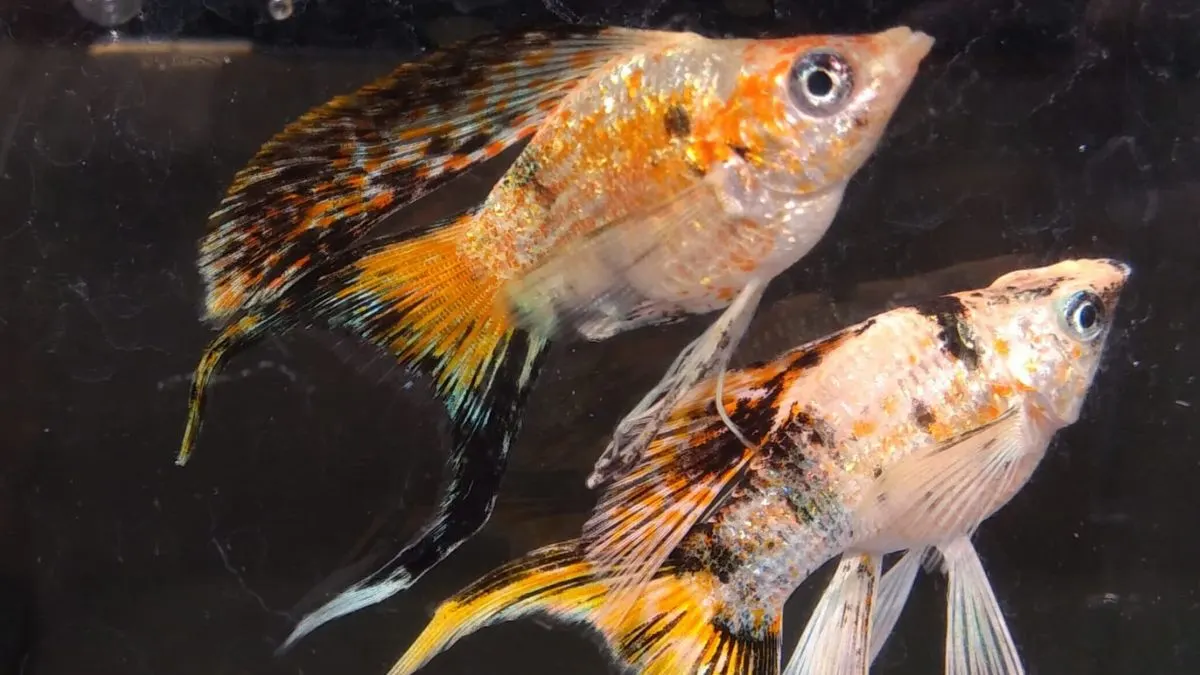 Gambar ikan molly calico balon