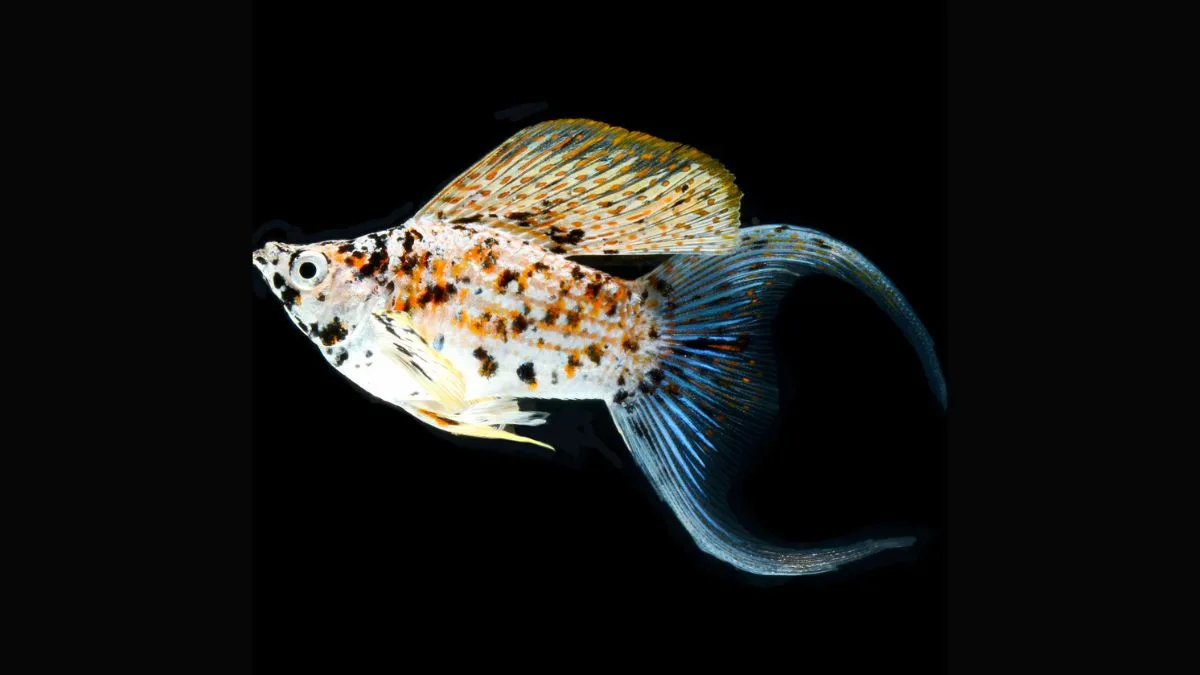 Gambar ikan molly calico