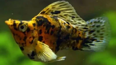 Gambar ikan molly merpati calico