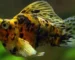 Gambar ikan molly merpati calico