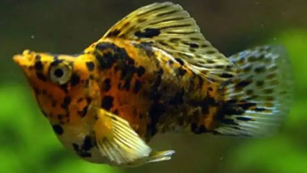 Gambar ikan molly calico