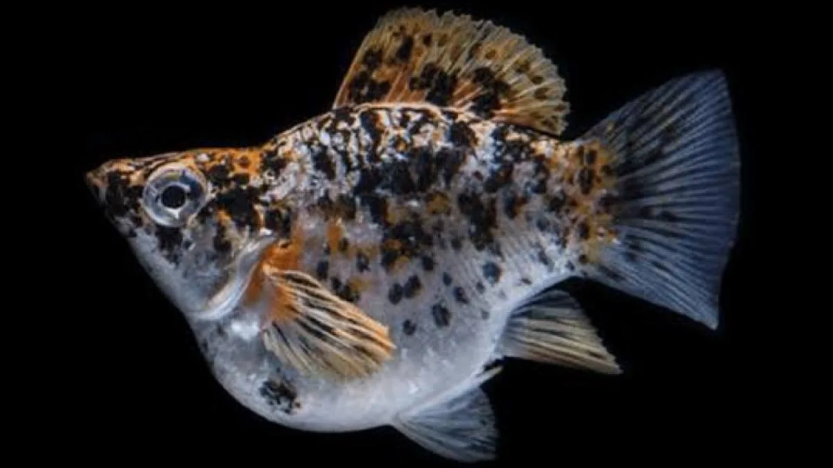 Gambar ikan molly calico