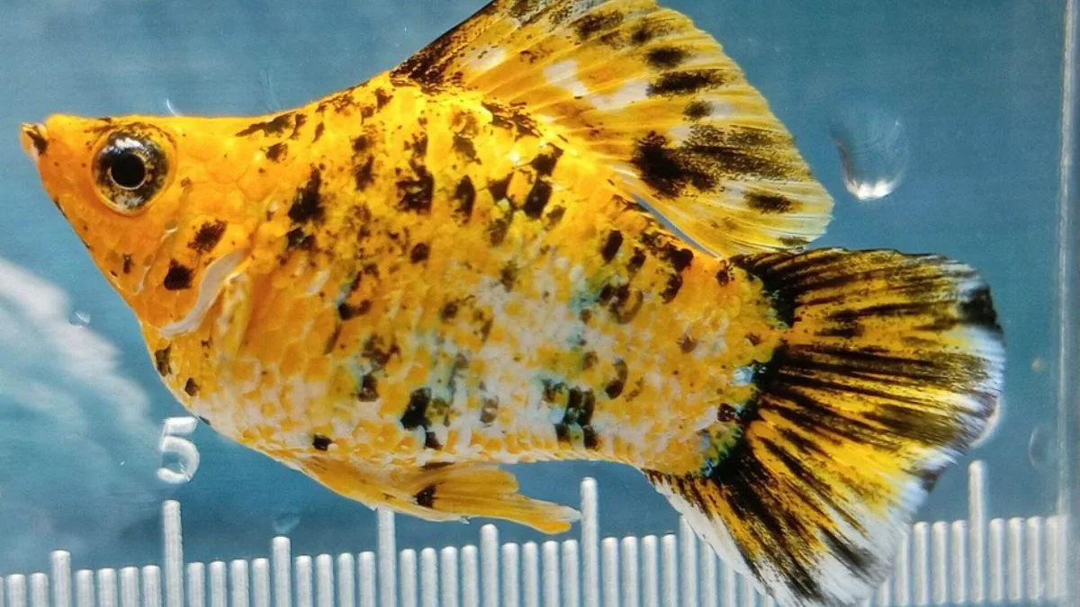 Gambar ikan molly calico