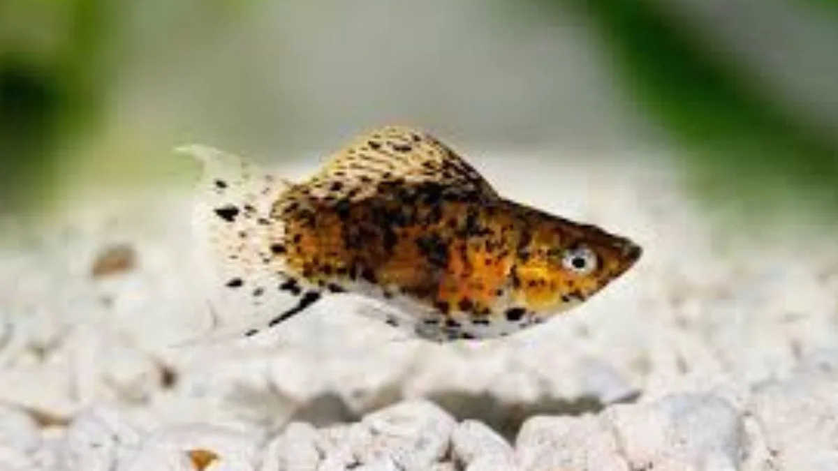 Gambar ikan molly calico