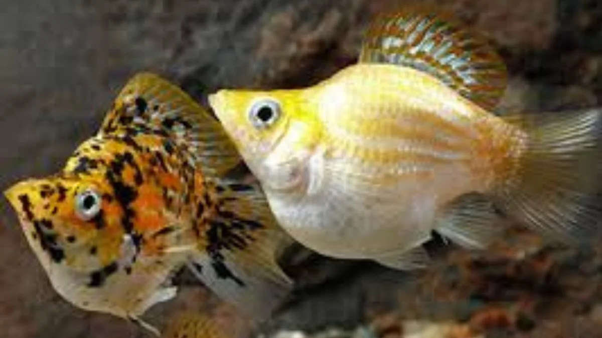 Gambar ikan molly calico