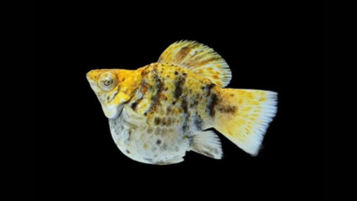 Gambar ikan molly calico