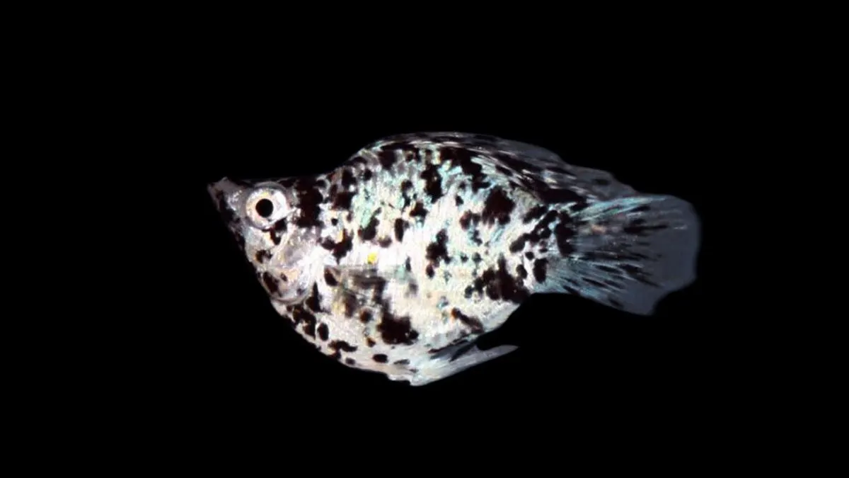 gambar-ikan-molly-dalmatian (1) Gambar ikan molly dalmatian