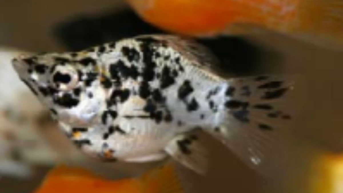 gambar-ikan-molly-dalmatian (2) Gambar ikan molly dalmatian