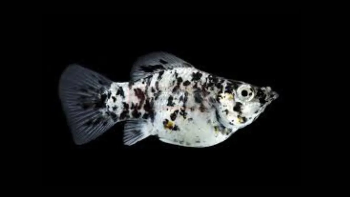 gambar-ikan-molly-dalmatian (3) Gambar ikan molly dalmatian