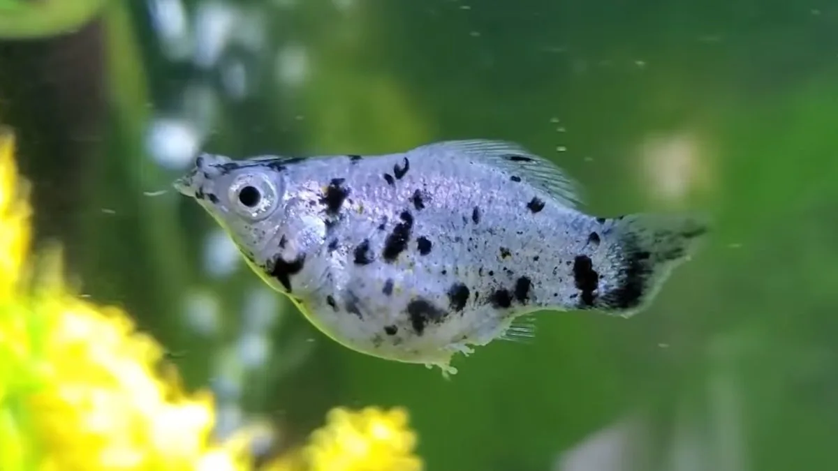 gambar-ikan-molly-dalmatian (4) Gambar ikan molly dalmatian