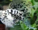 Gambar ikan molly dalmatian