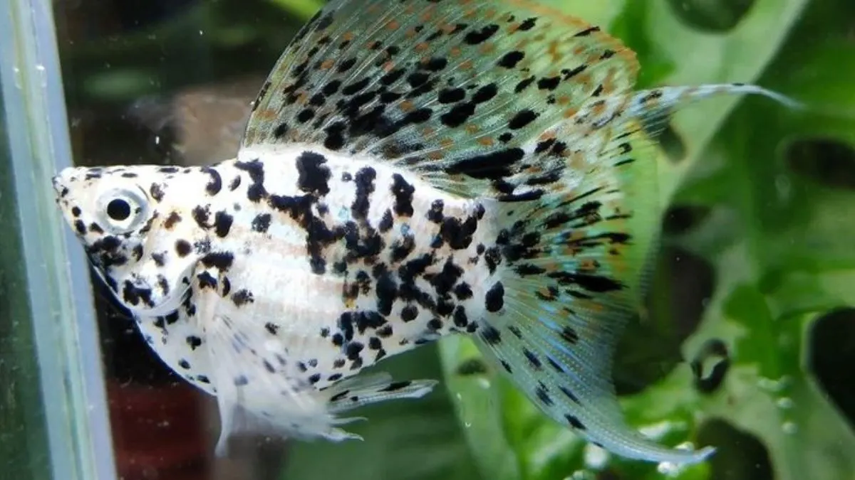 Gambar ikan molly dalmatian
