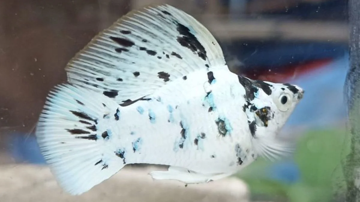 gambar-ikan-molly-dalmatian (6) Gambar ikan molly dalmatian