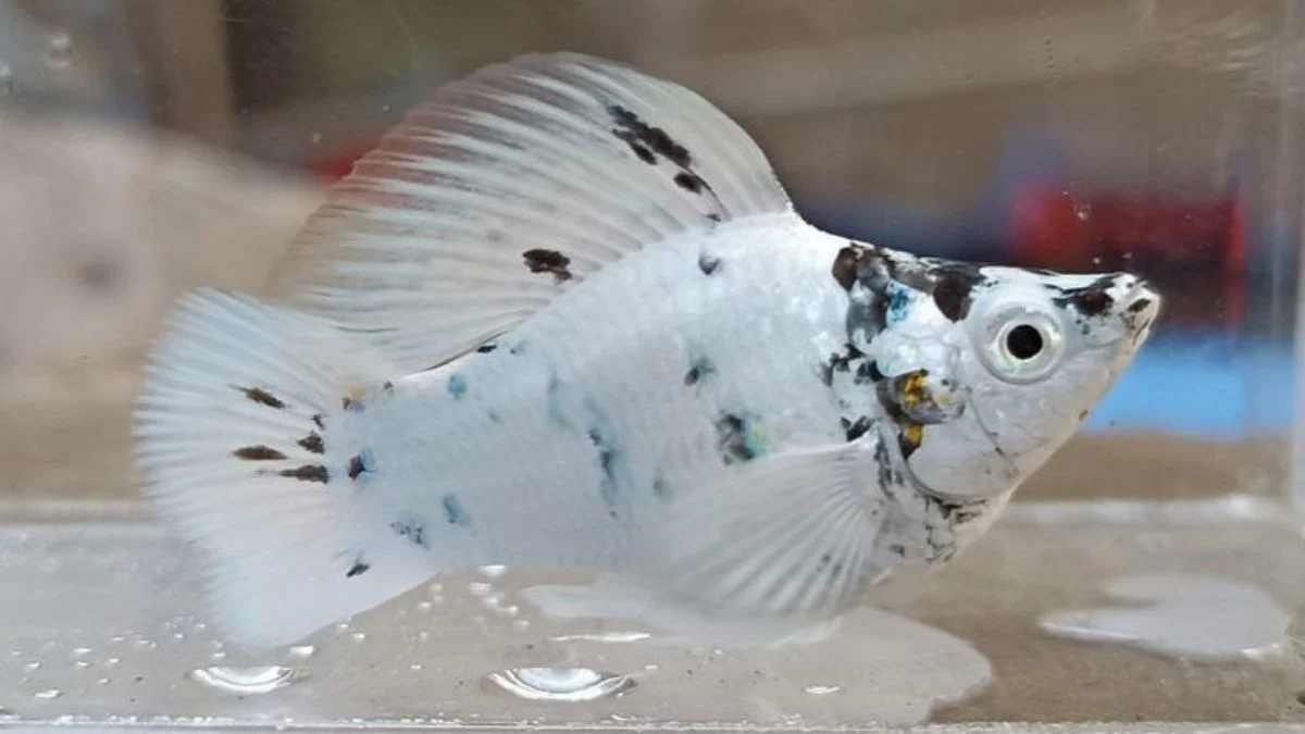 gambar-ikan-molly-dalmatian (7) Gambar ikan molly dalmatian