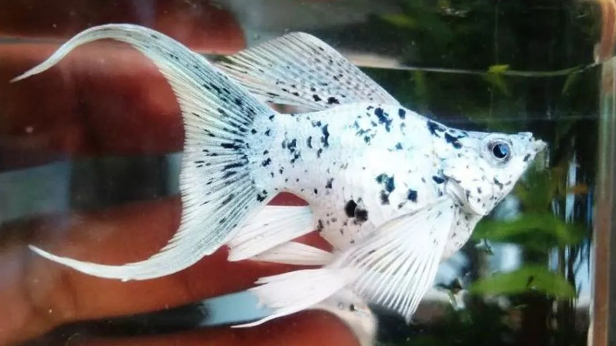 gambar-ikan-molly-dalmatian (8) Gambar ikan molly dalmatian