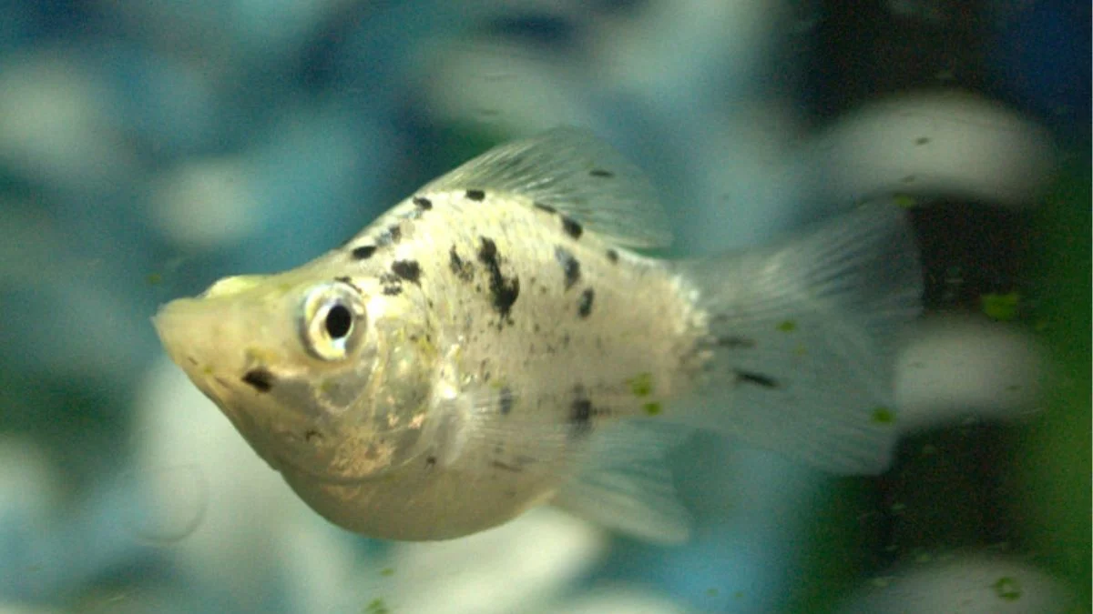 gambar-ikan-molly-dalmatian Gambar ikan molly dalmatian