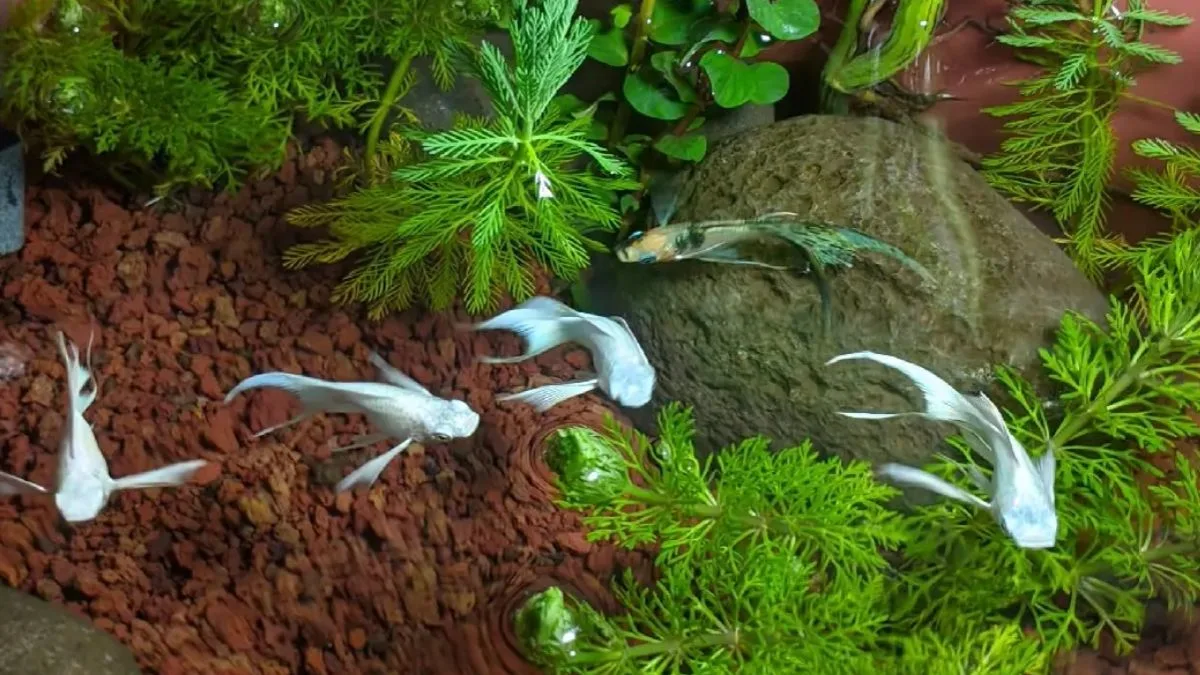 gambar-ikan-molly-di-bak-bekas Gambar ikan molly platinum slayer di bak bekas