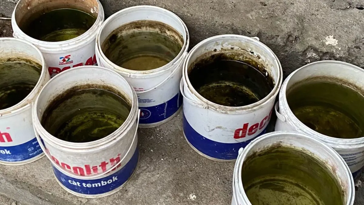 gambar-ikan-molly-di-ember-bekas Gambar ikan molly di ember bekas