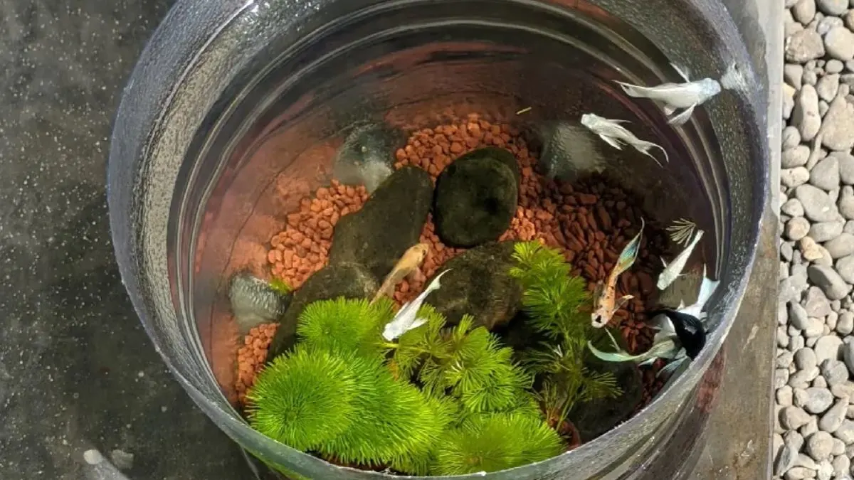 gambar-ikan-molly-di-galon-bekas Gambar ikan molly di galon bekas