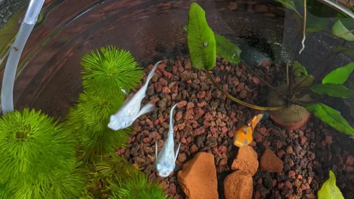 gambar-ikan-molly-di-wadah-galon (2) Gambar ikan molly di wadah galon