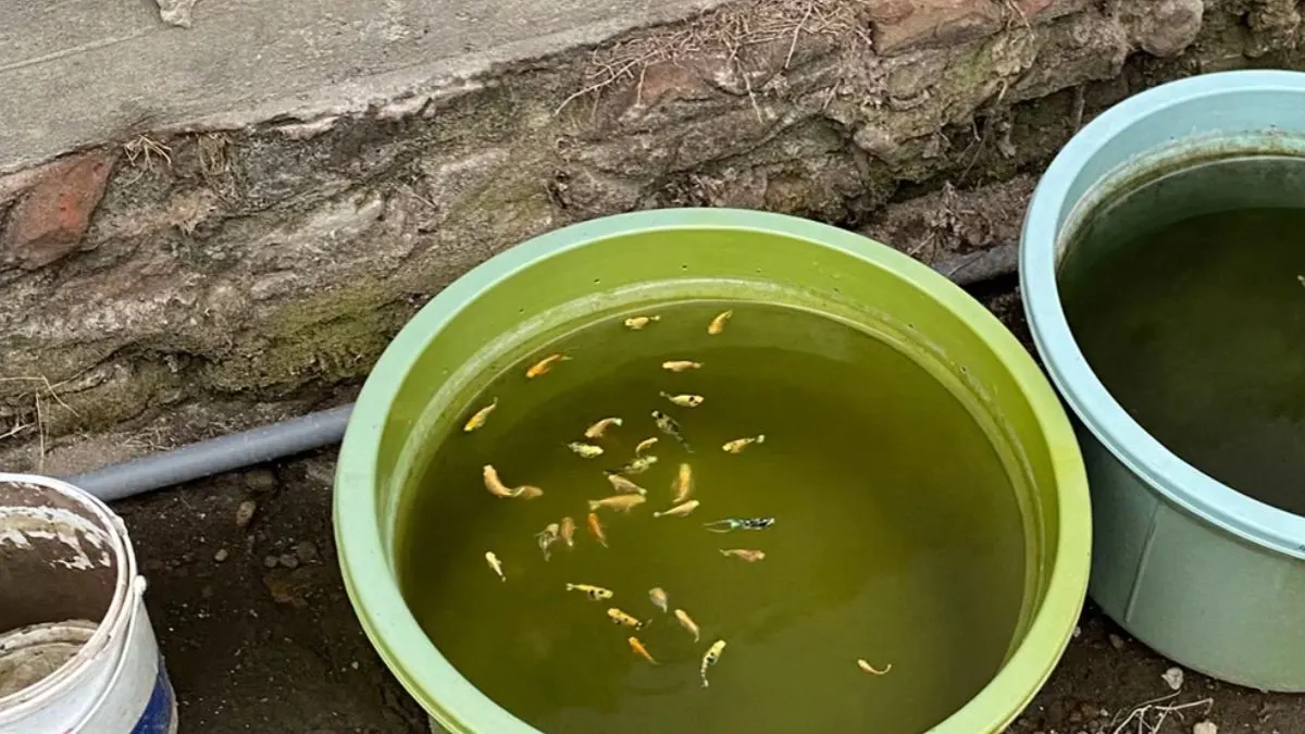 gambar-ikan-molly-di-wadah-galon (3) Gambar ikan molly di wadah bak