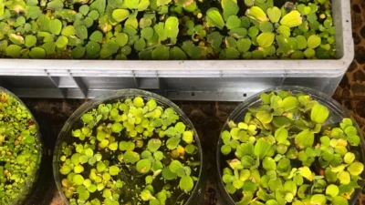 Ilustrasi ikan molly di wadah galon