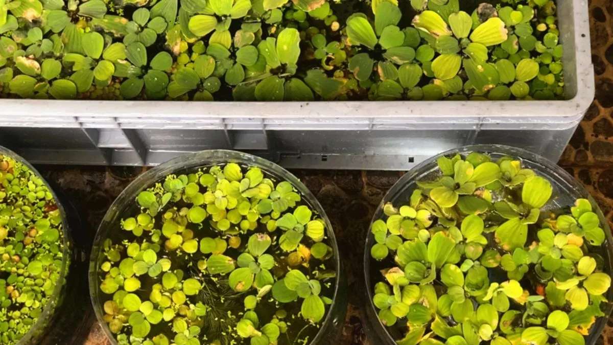 Ilustrasi ikan molly di wadah galon