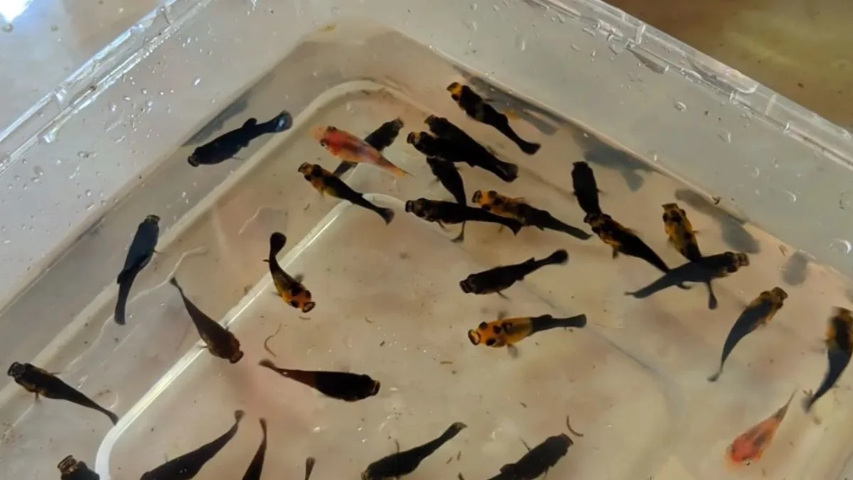 gambar-ikan-molly-di-wadah-plastik Gambar ikan molly di wadah plastik