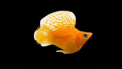 Gambar ikan molly balon gold