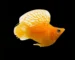 Gambar ikan molly balon gold