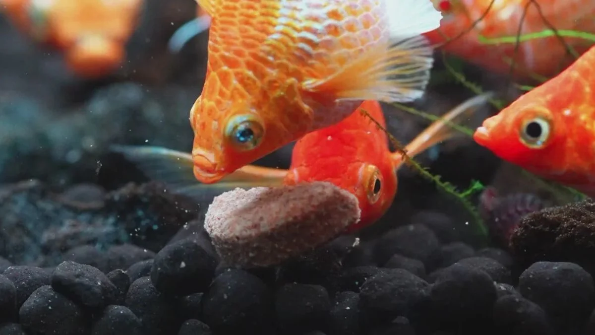 Gambar ikan molly balon gold