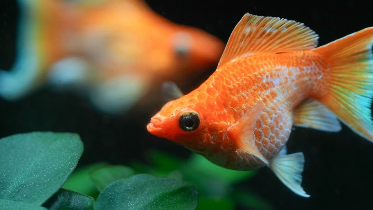 Gambar ikan molly balon gold