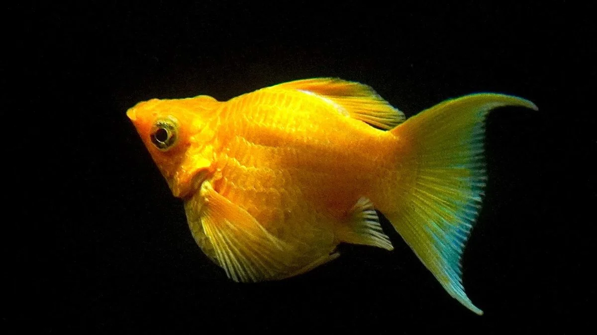 Gambar ikan molly balon gold