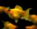 Gambar ikan molly balon gold