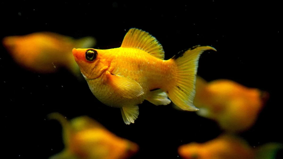 Gambar ikan molly balon gold