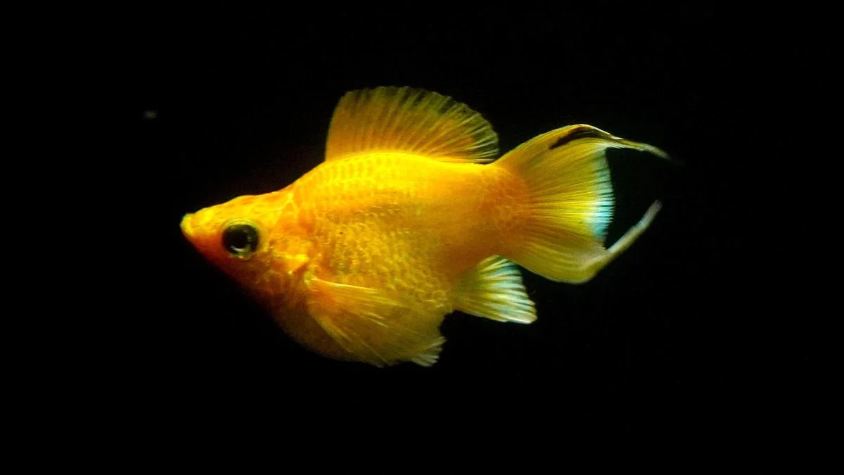Gambar ikan molly balon gold