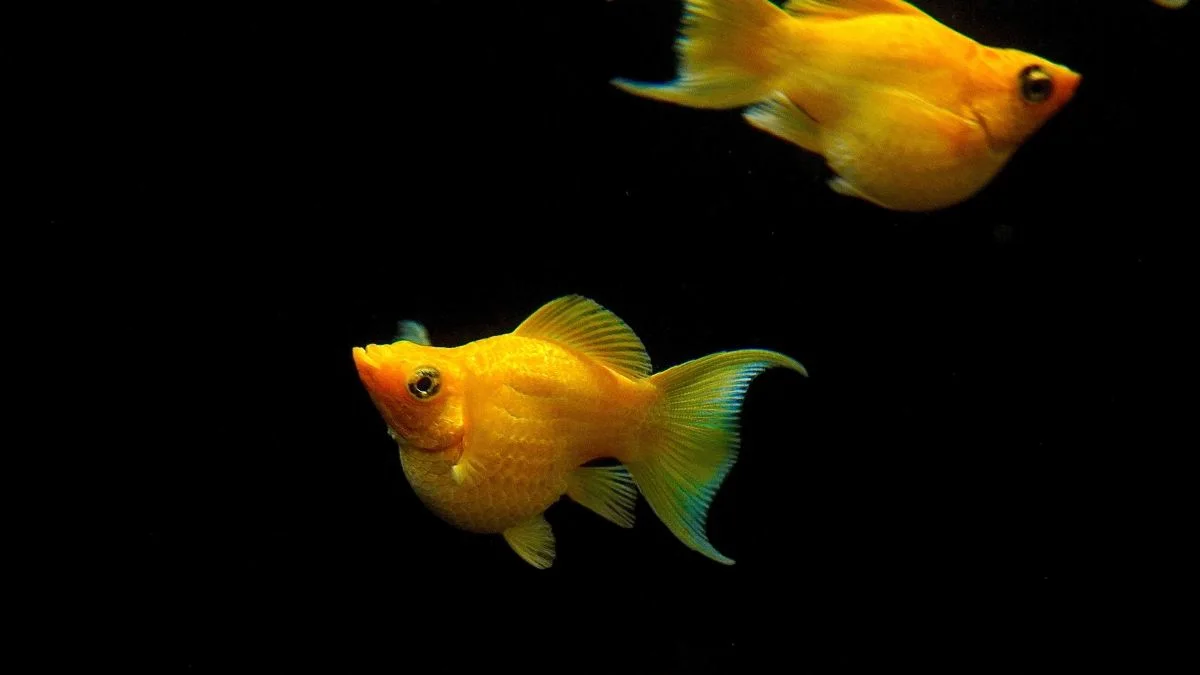 Gambar ikan molly balon gold