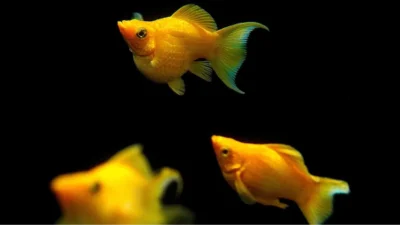 Gambar ikan molly balon gold
