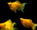Gambar ikan molly balon gold