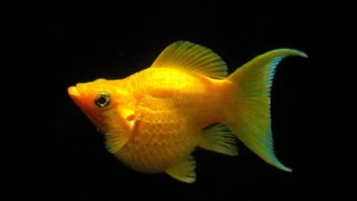 Gambar ikan molly golden