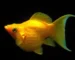 Gambar ikan molly golden