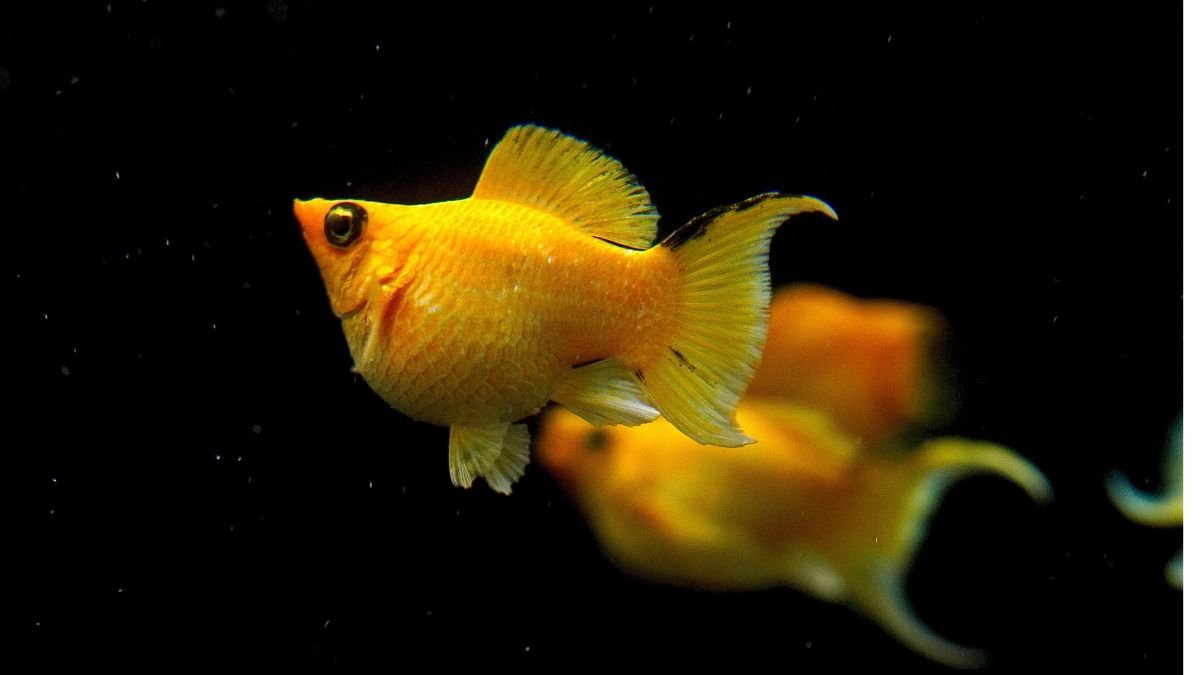 Gambar ikan molly balon gold