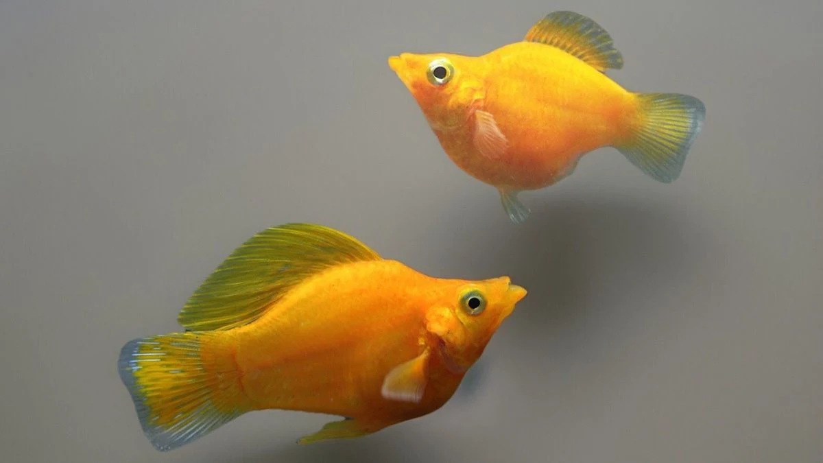 gambar-ikan-molly-golden (2) Gambar ikan molly golden