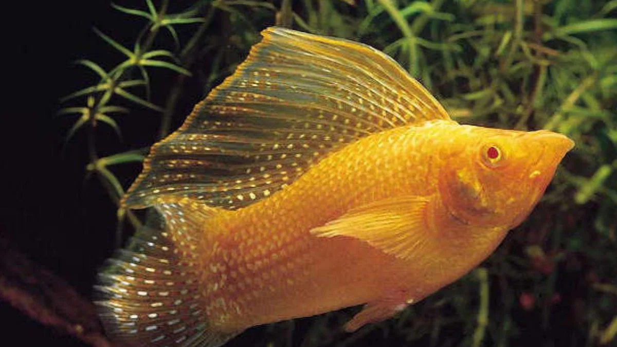 Gambar ikan molly balon gold