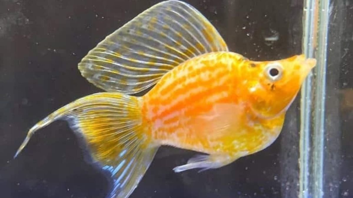 Gambar ikan molly balon gold