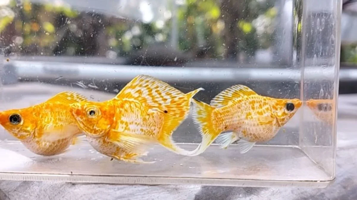 Gambar ikan molly leom head