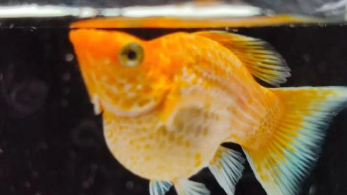 Gambar ikan molly leom head