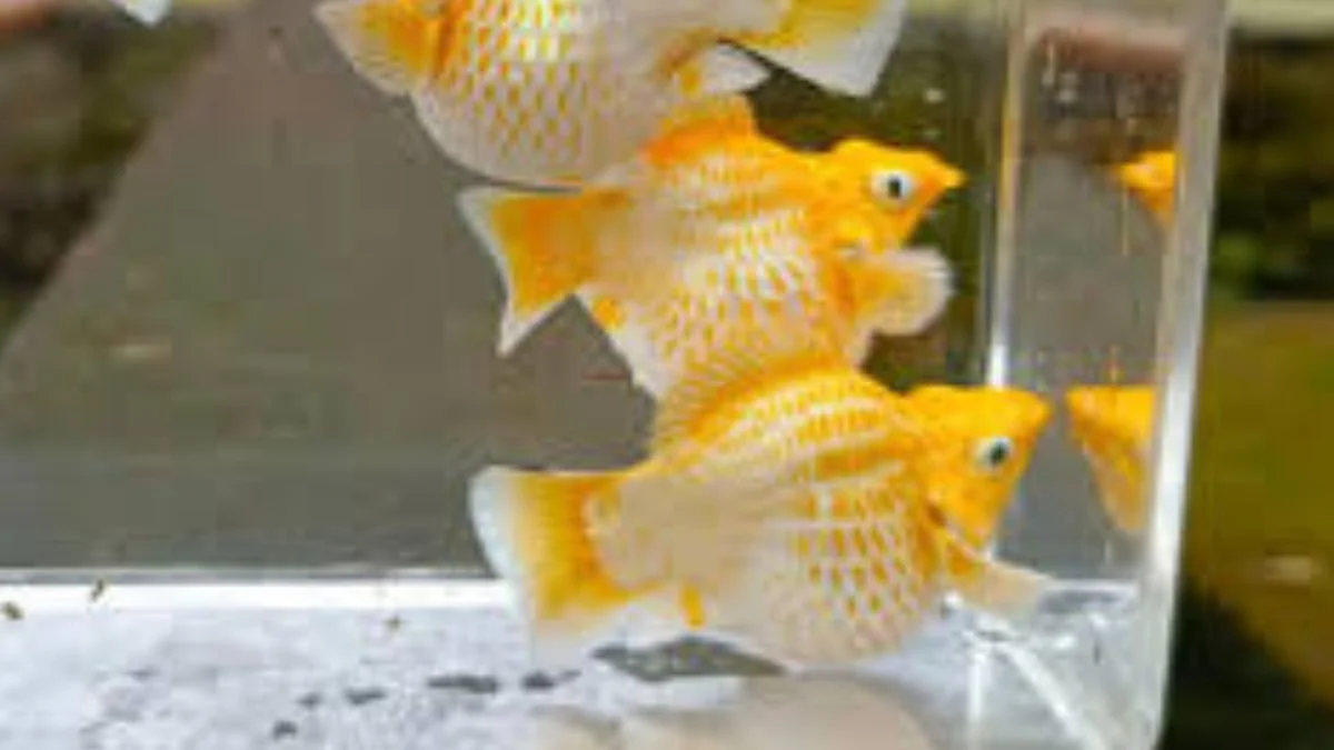 Gambar ikan molly leom head